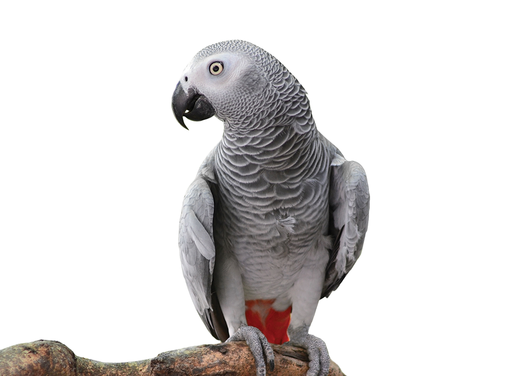 african-grey