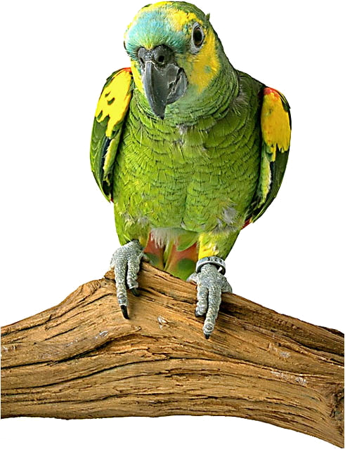 parrots2