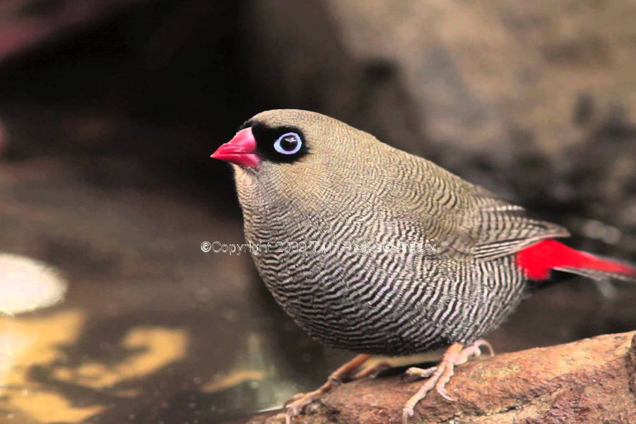 beautiful-firetail