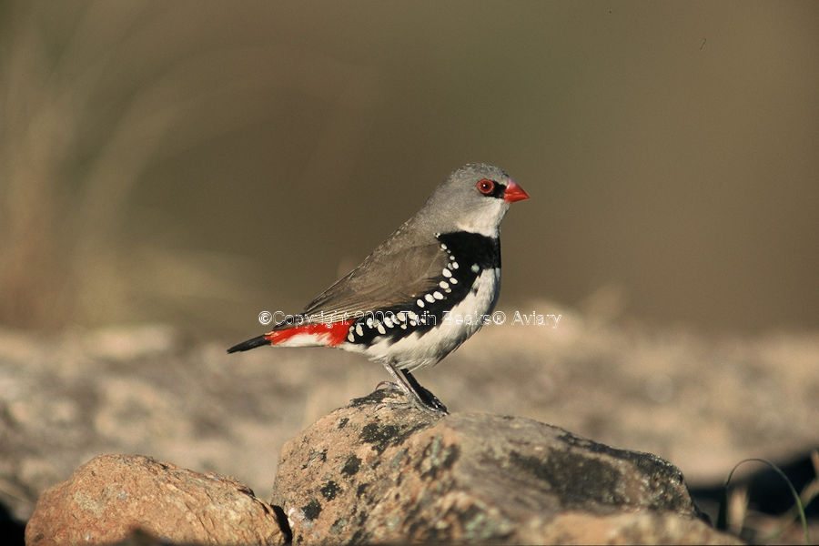 diamond-firetail