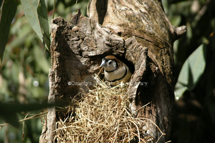 double-barred-finch