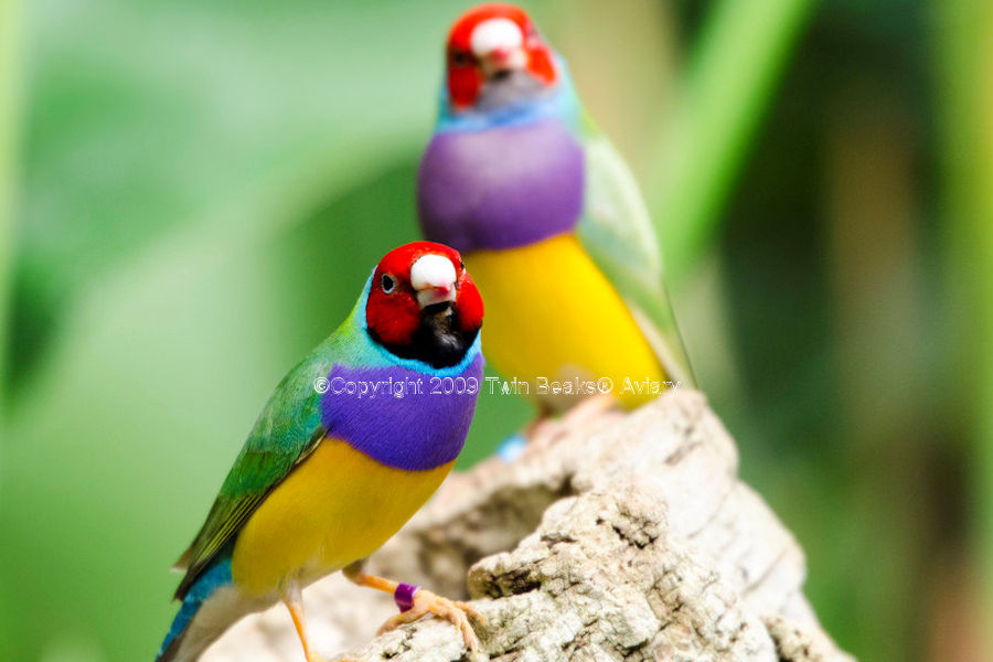 gouldian-finch