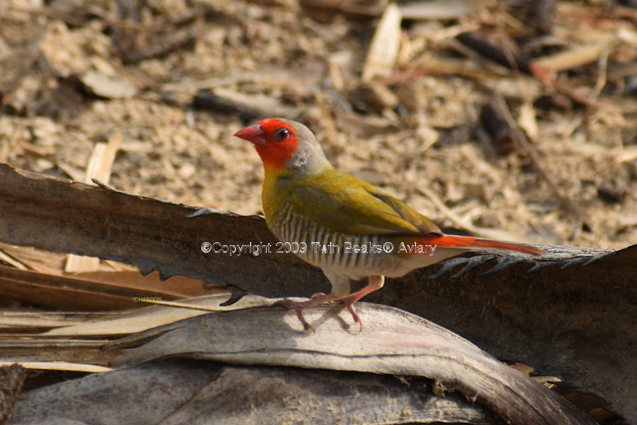 green-winged-pytalia