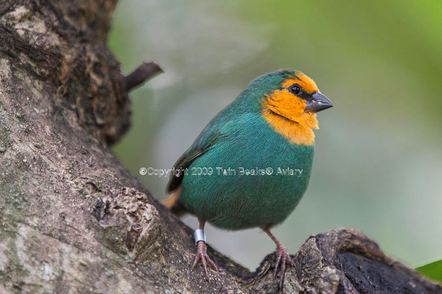 sea-green-parrotfinch