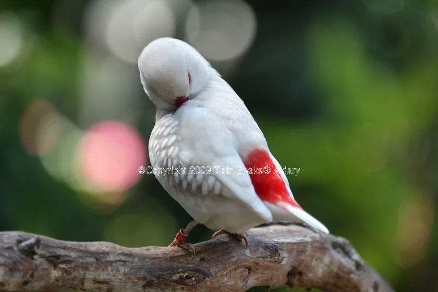 silver-diamond-firetail