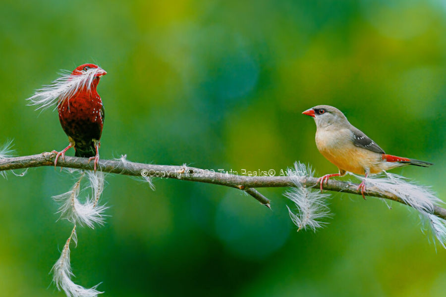 strawberry-finch