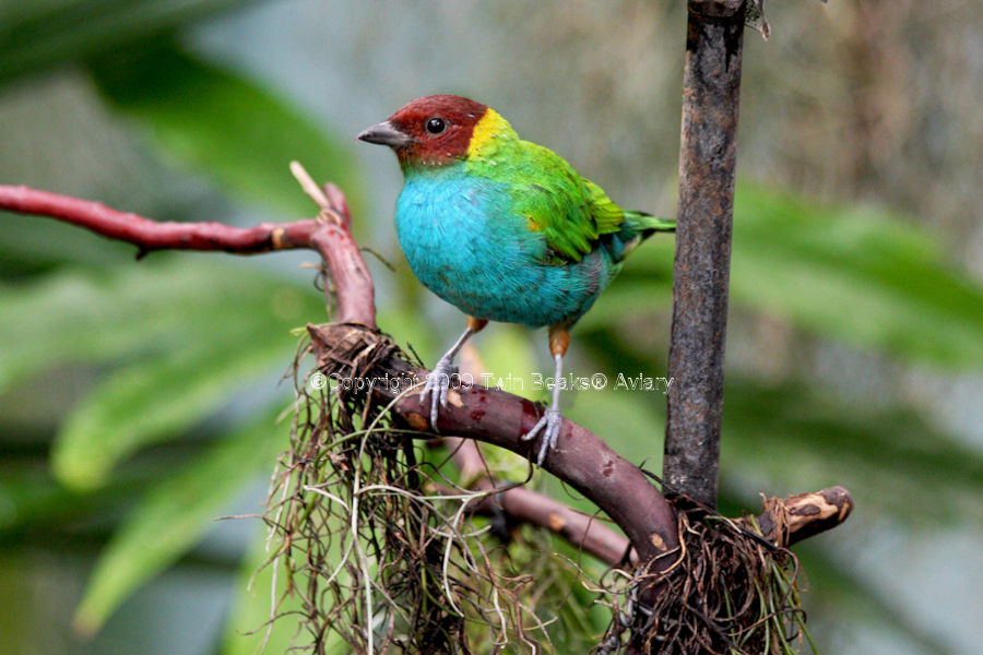 bay-headed-tanager