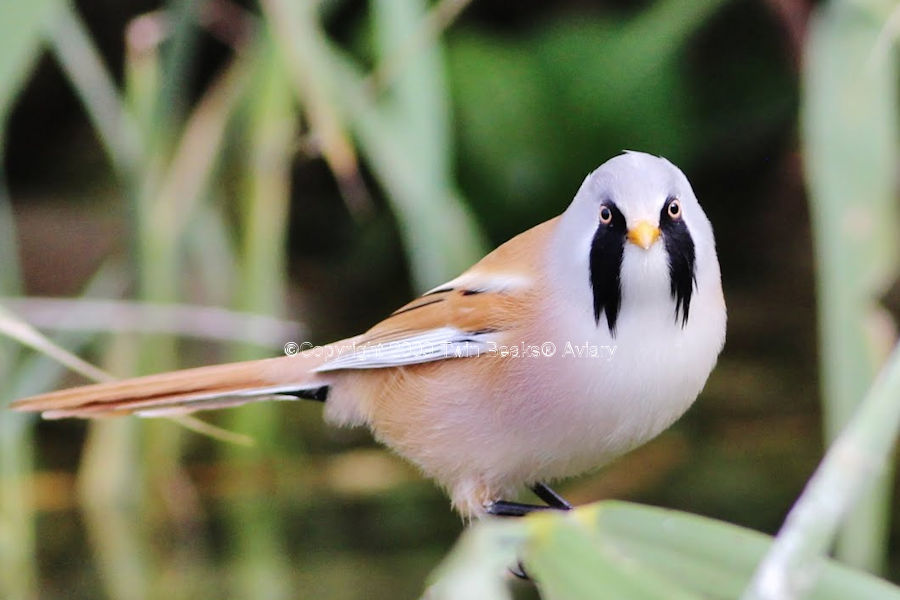 bearded-tit