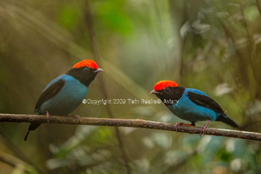 blue-manakins