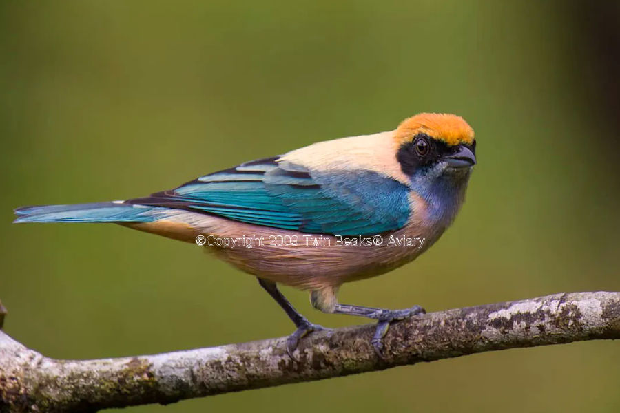 burnished-buff-tanager