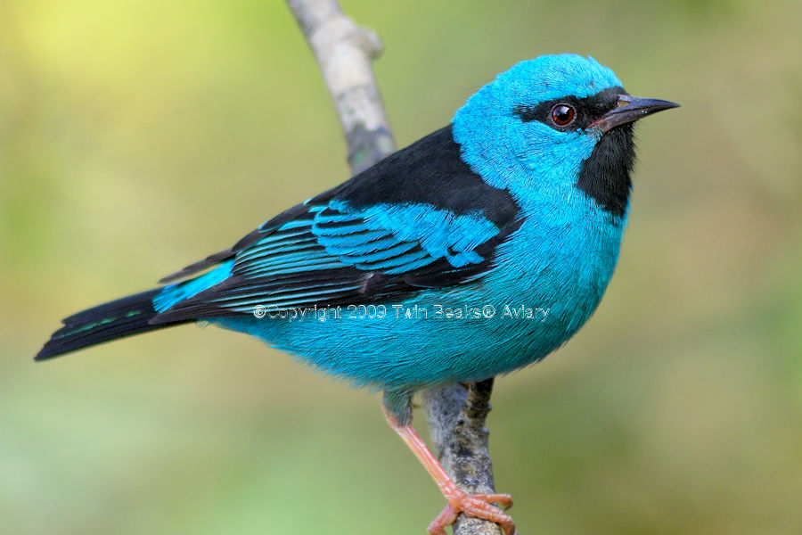 dacnis