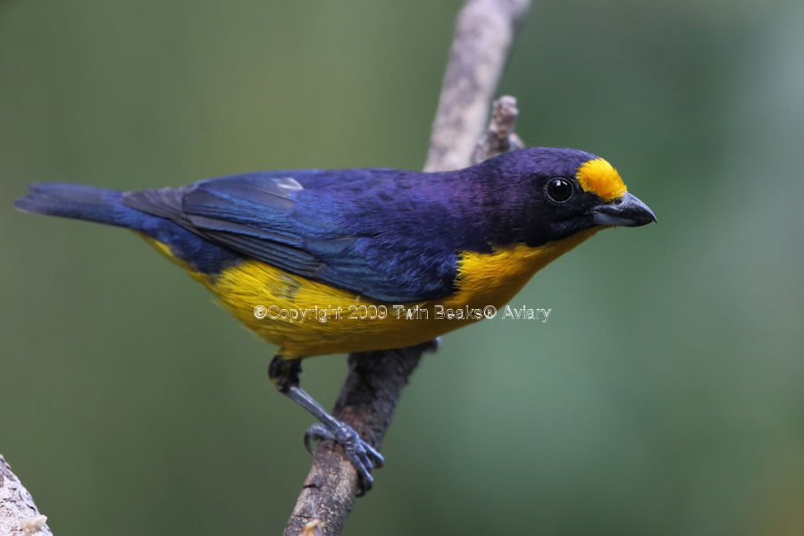 euphonia