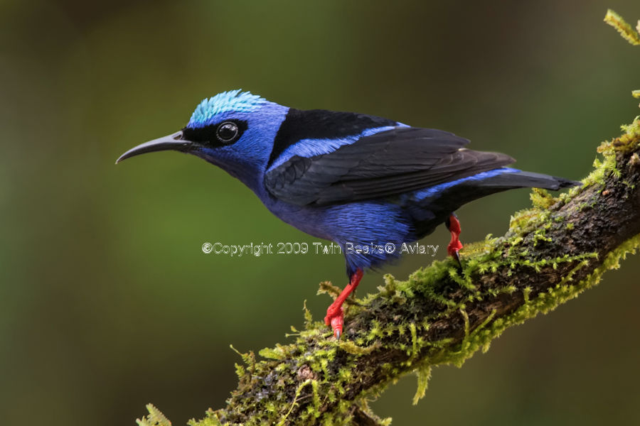 honeycreeper