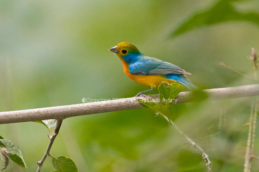 orange-breasted-tanager