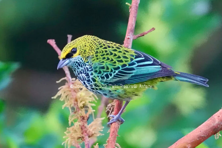 spotted-tanager