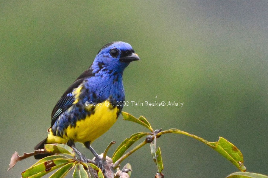 turquoise-tanager