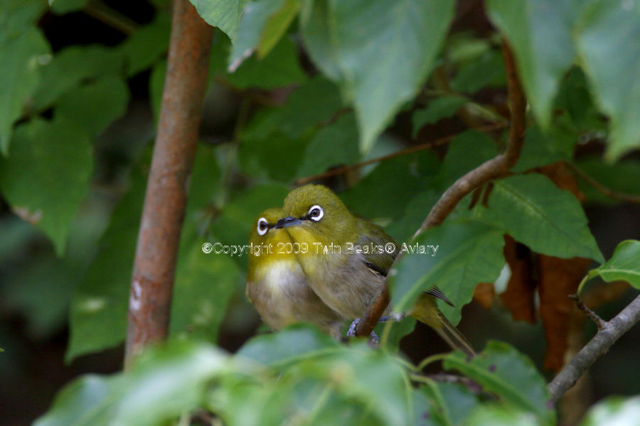 warbling-white-eye