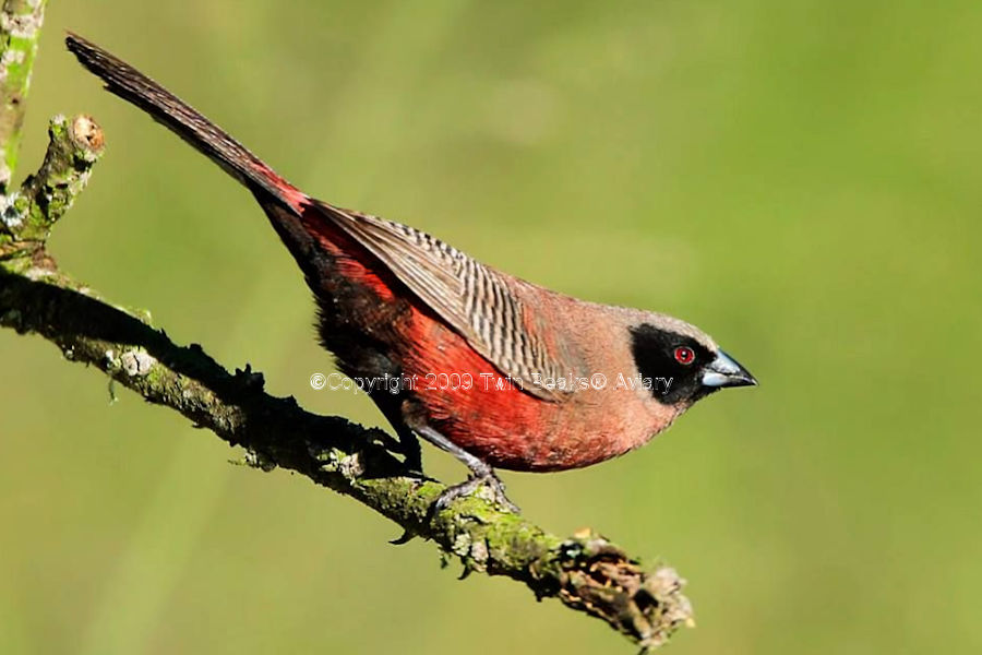 black-faced-waxbill