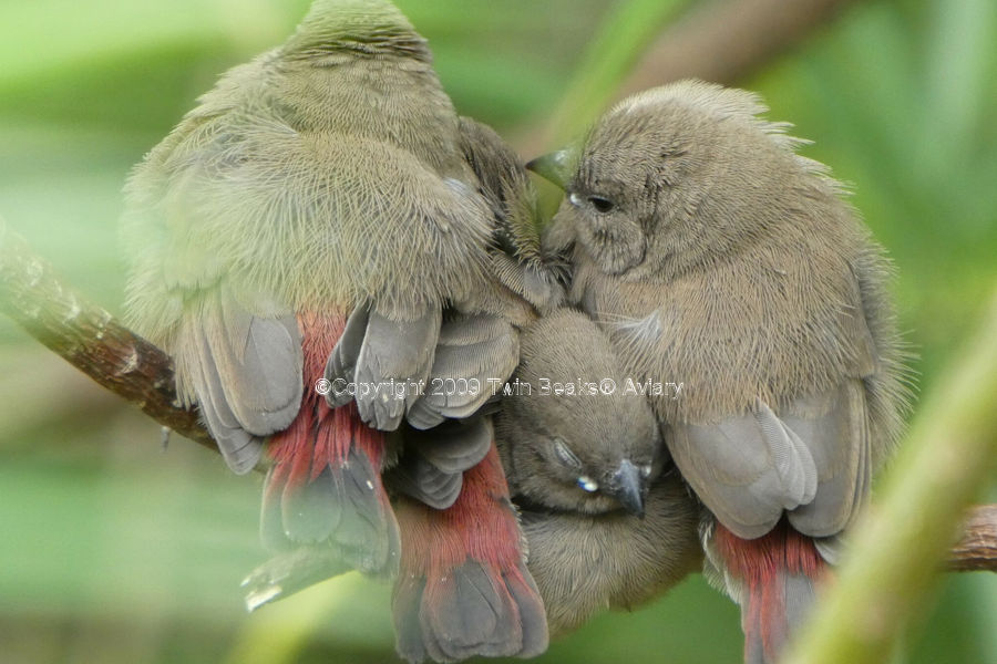 red-billed-firefinch-fledglings