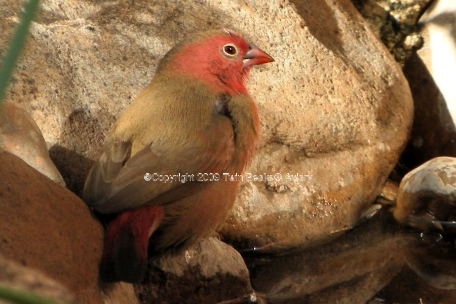 red-billed-firefinch