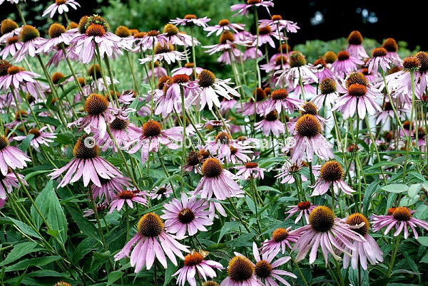 echinacea