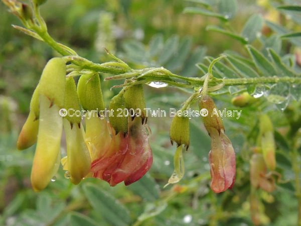 astragalus