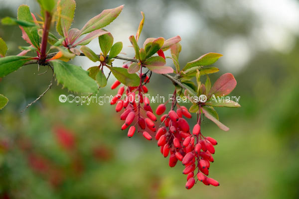 barberry