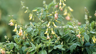 astragalus