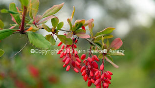 barberry