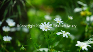 chickweed