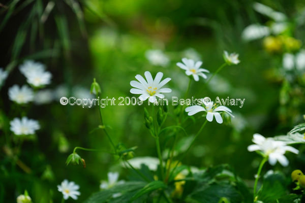 chickweed