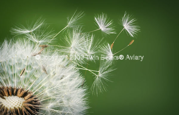 dandelion