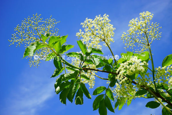 elder-flower