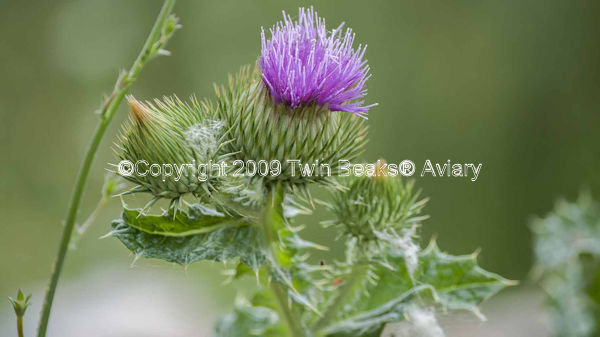 milk-thistle