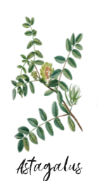 astragalus