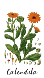 calendula