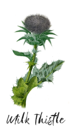 milk thistle