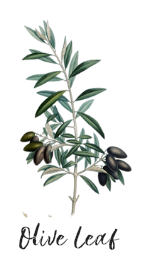 oliveleaf