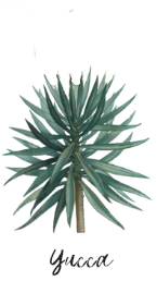 yucca