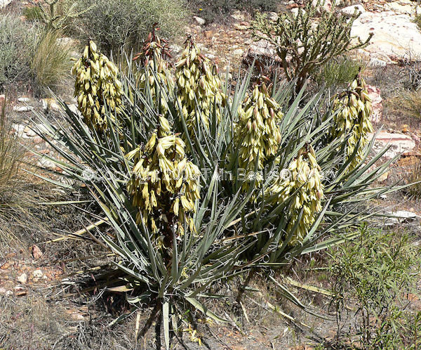 yucca