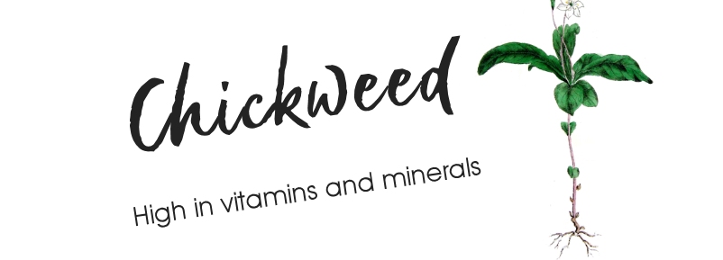 chickweed