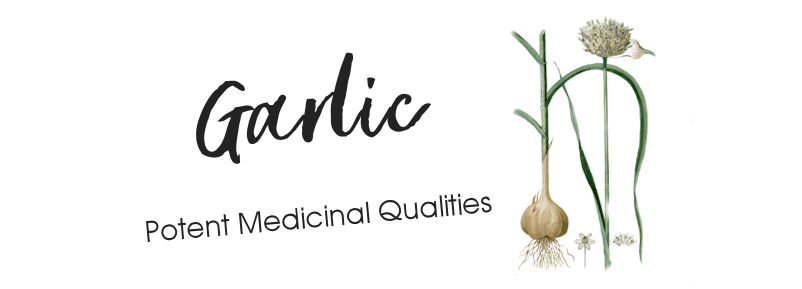 garlic